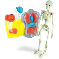Anatomia Scheletro e Organi^Clementoni Hot