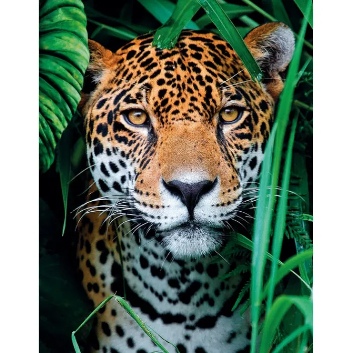 Jaguar in the Jungle - 500 pezzi^Clementoni