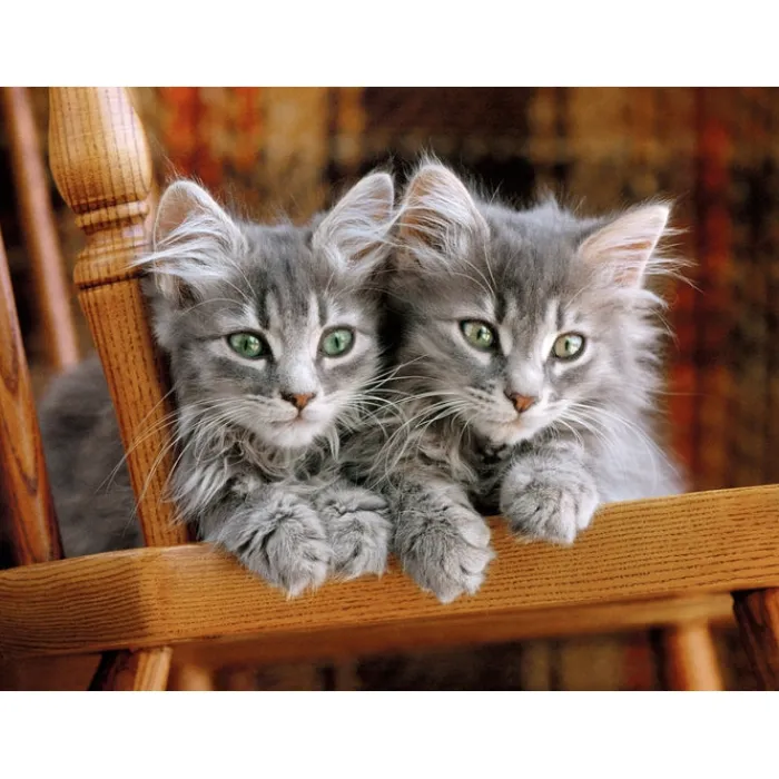 Kittens - 500 pezzi^Clementoni Clearance