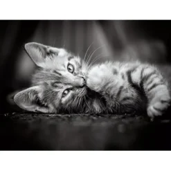 Kitty - 1000 pezzi^Clementoni Sale