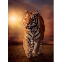 Tiger - 1000 pezzi^Clementoni Hot