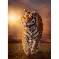 Tiger - 1500 pezzi^Clementoni
