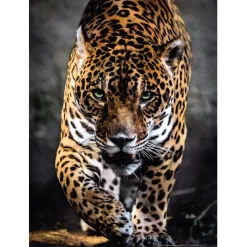 Walk of the Jaguar - 1000 pezzi^Clementoni Best